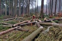 Durchforstung und Holzeinschlag in Thurnau und Umgebung - Land- & Forstbetrieb - Täuber Benni